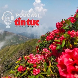 Vi vu Việt Nam: Ngắm ‘vương quốc’ hoa đỗ quyên từ đỉnh Fansipan