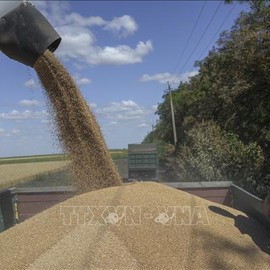 Ngũ cốc của Ukraine gây khó khăn cho nông dân châu Âu, khiến EU chia rẽ